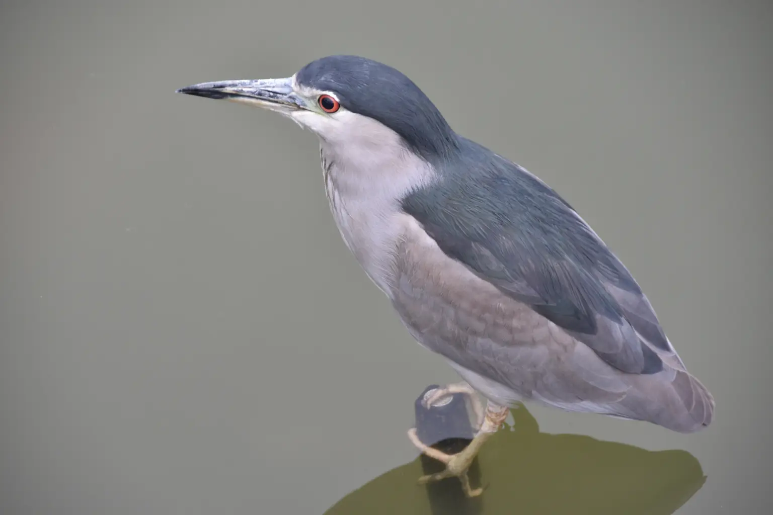 Delito contra la fauna silvestre: Un gran desconocido